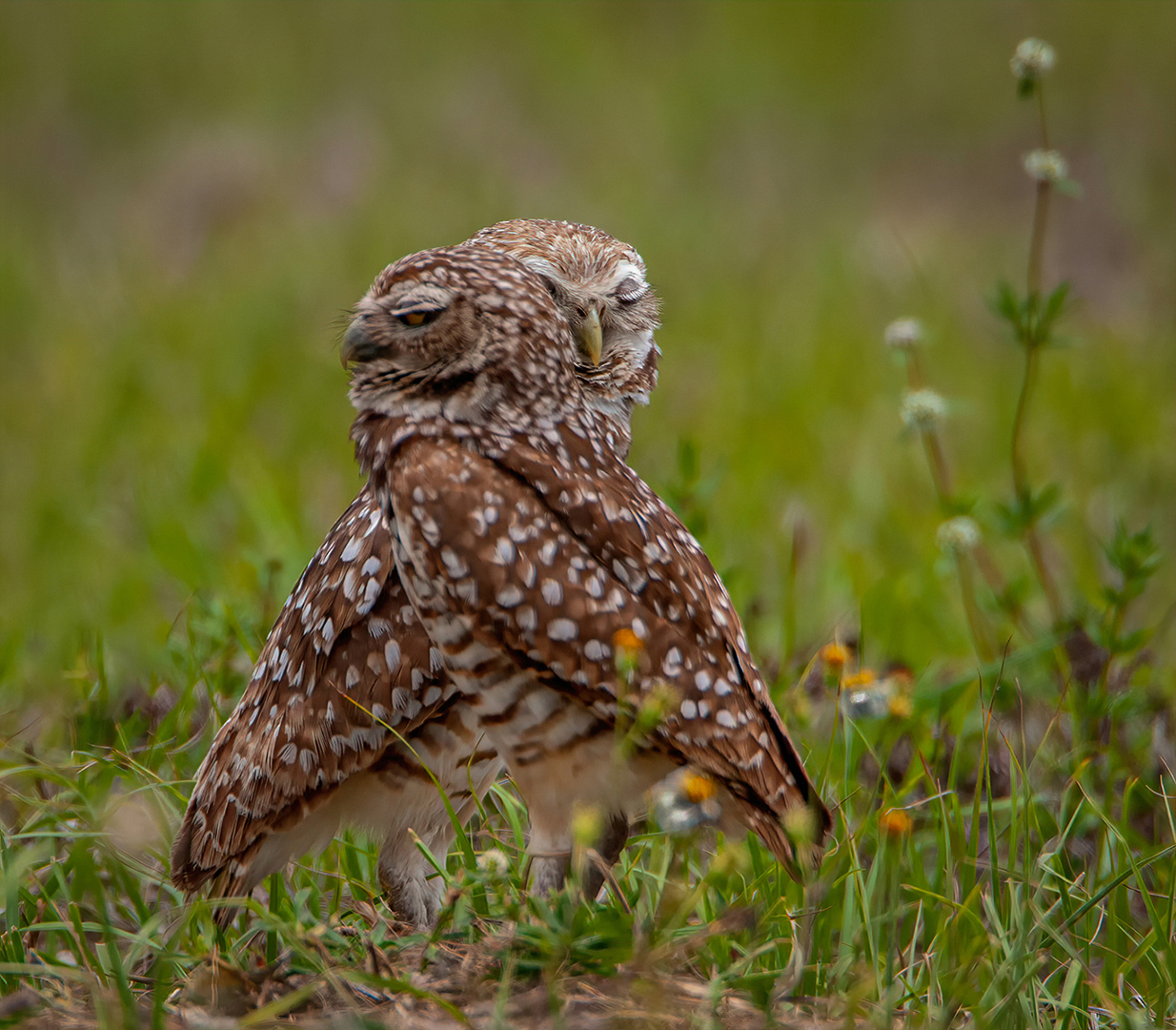 There’re in love-Burrowing Owls by Erik Rosengren