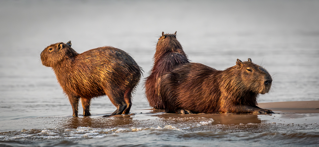 Capybara Family by Vella Kendall