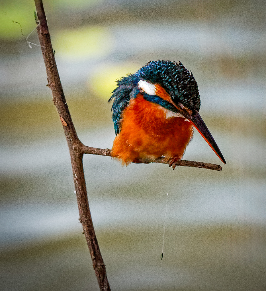 Common Kingfisher by Vella Kendall