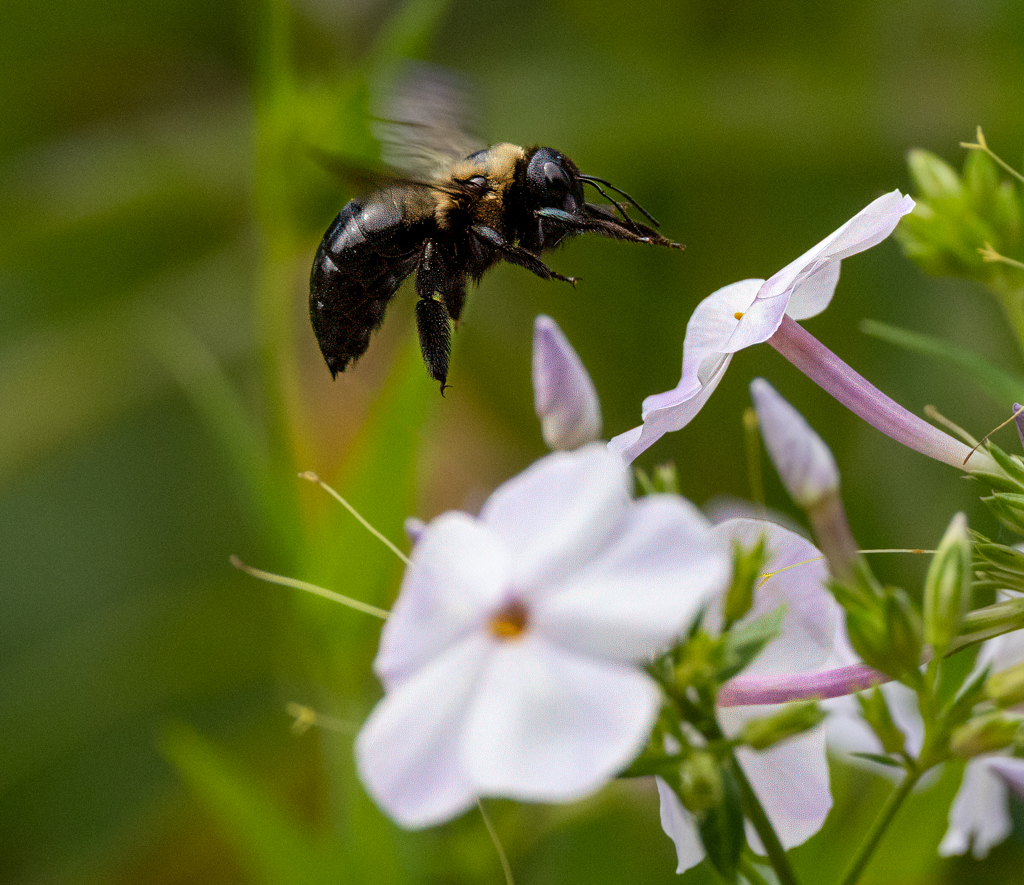 Bomber Bee