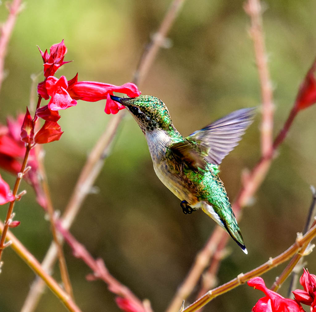 Hummer by Vella Kendall