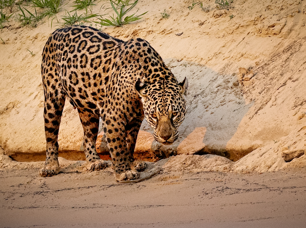 Staring Jaguar by Vella Kendall