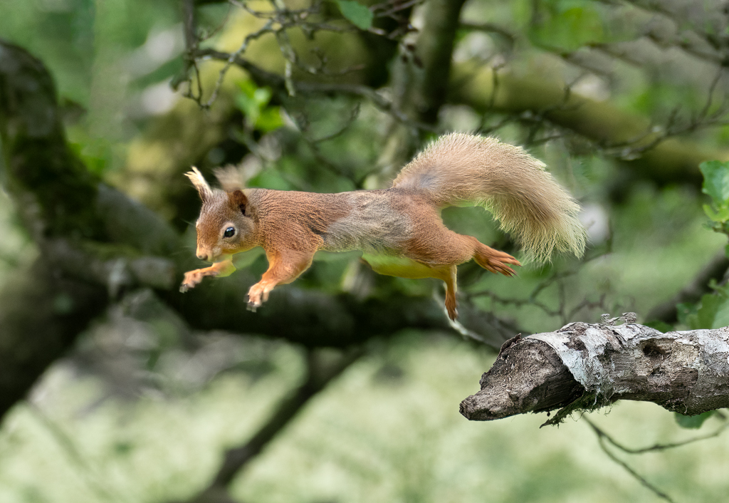 Walking in the air by David Price, EPSA