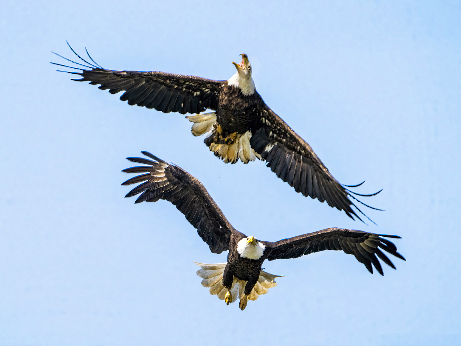 Eagle Gives Pursuit by Jim Horn, QPSA