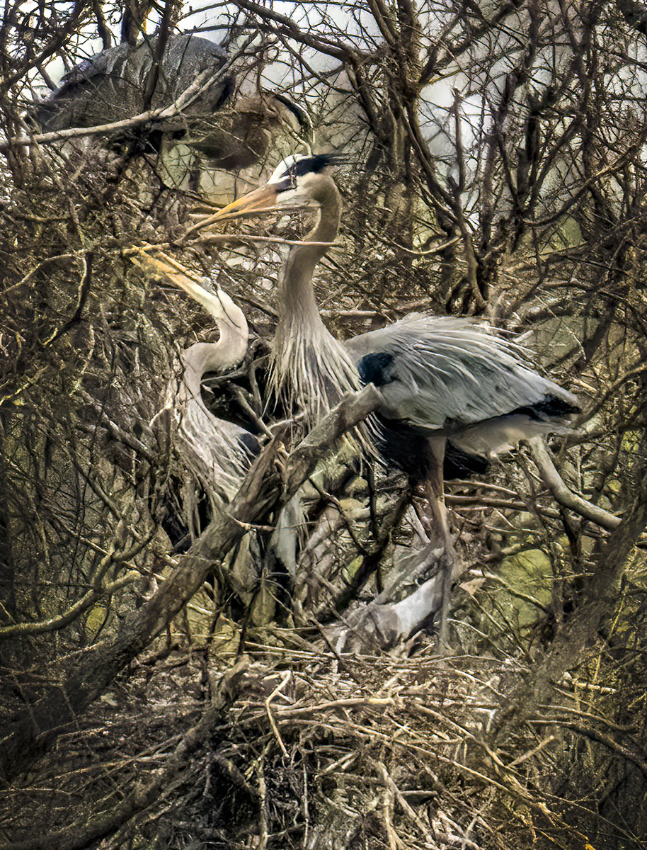 Herons building their nest by Jim Horn