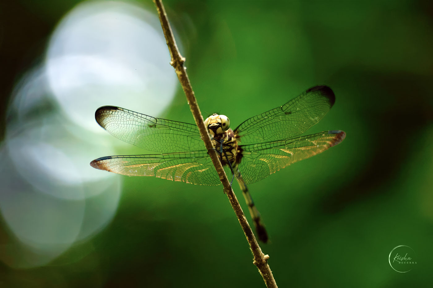 DragonFly by Keisha Becerra