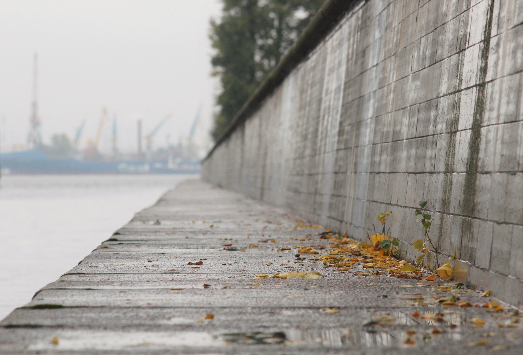 The fog by Natalia Mamaeva