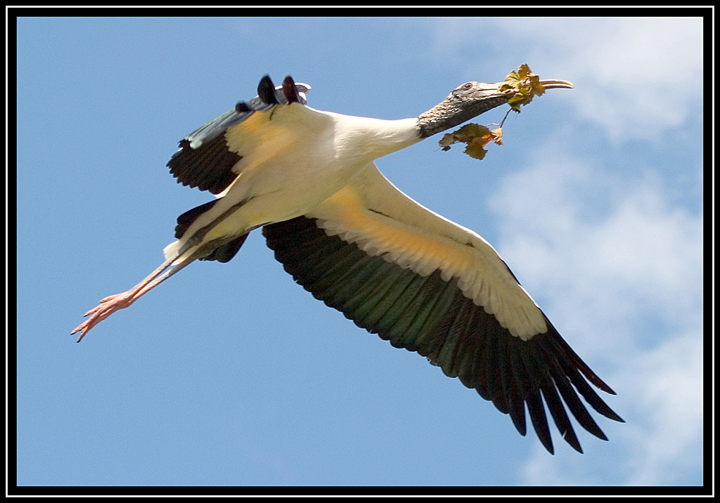 FLYING WOODSTORK WITH NEST MATERIAL by Nick Muskovac, FPSA, MPSA