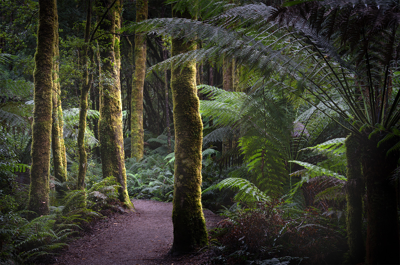 Nelson Falls Track by Mark Burgess