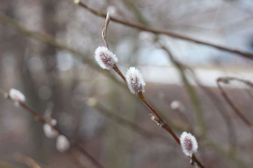 April 2026 - Natalia Mamaeva