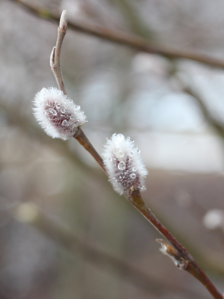 The Breath of Spring by Natalia Mamaeva