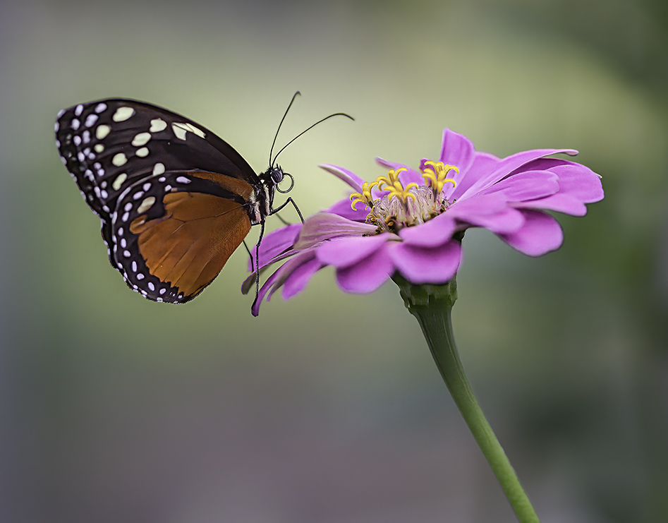 Butterfly by Oliver Morton