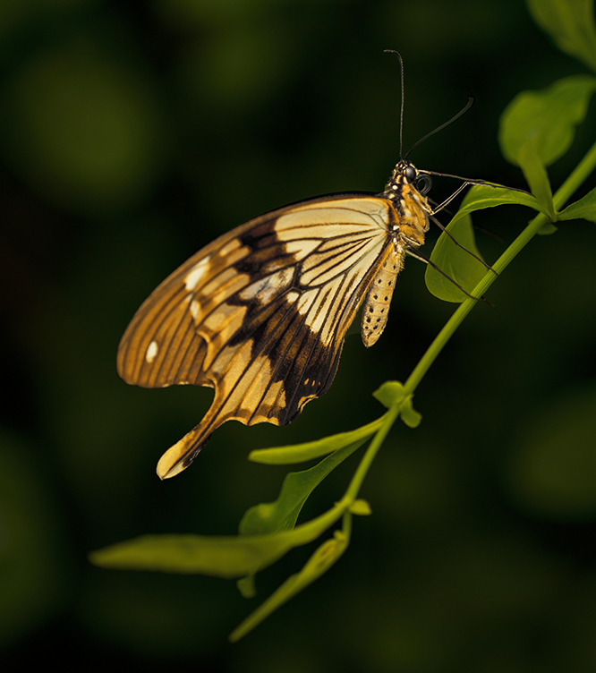 Butterfly by Oliver Morton