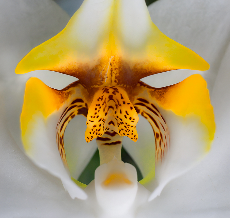 Orchid Face by Oliver Morton