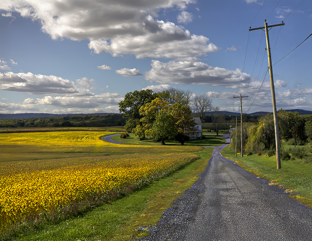 Soy Bean Farm by Oliver Morton