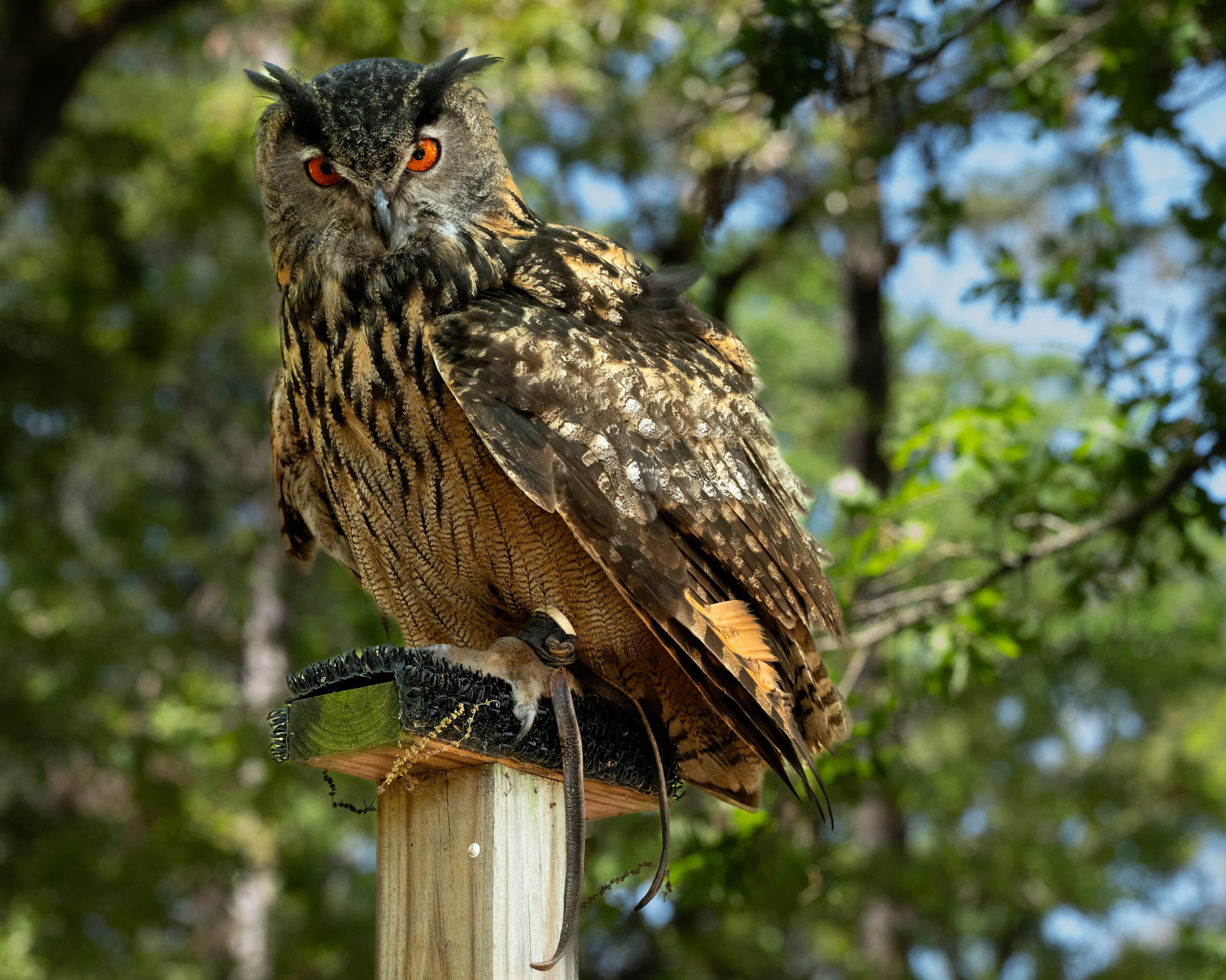 Sherwood Forest Owl by Richard Siersma