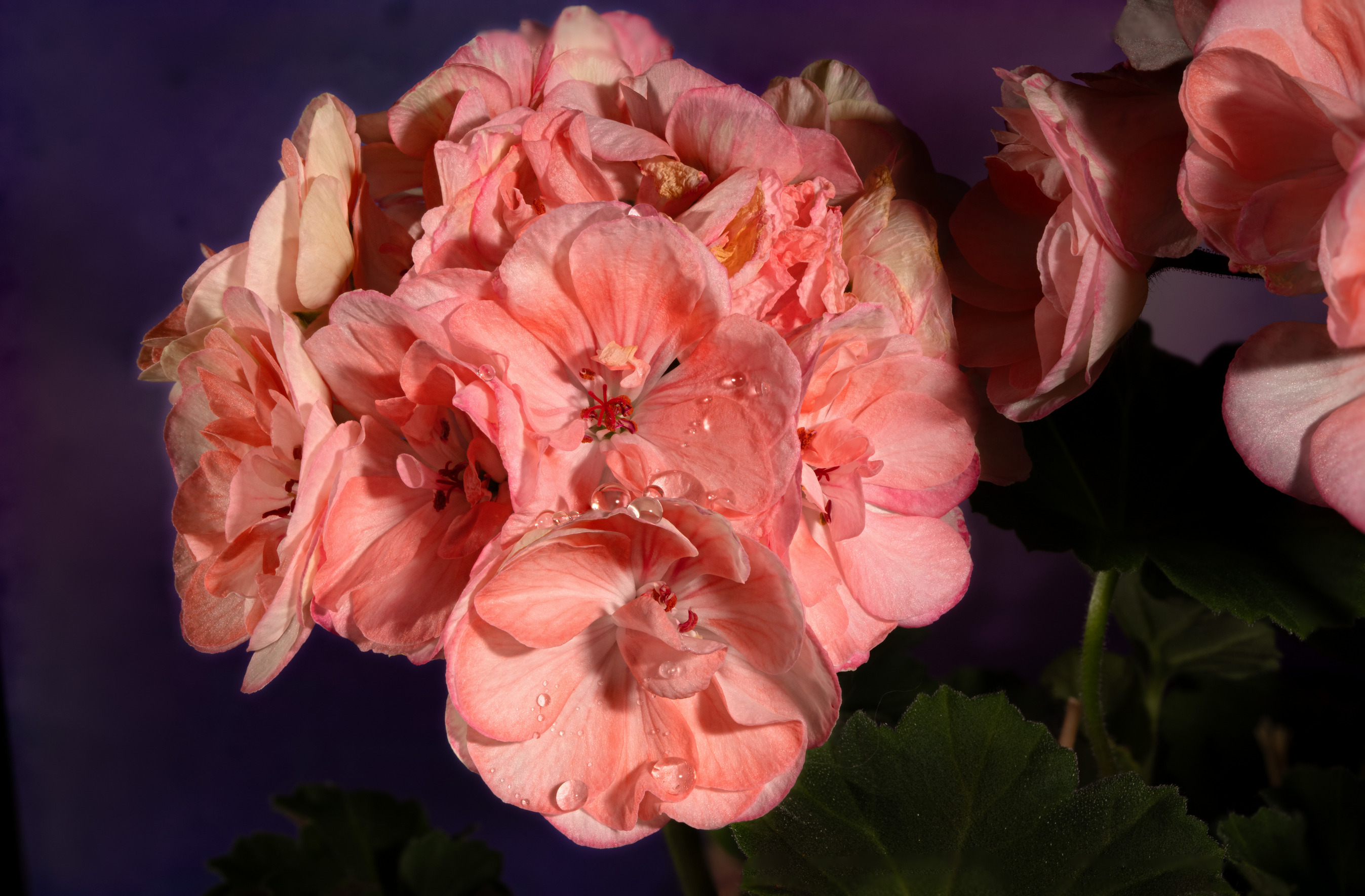 Pink Geranium by Richard Siersma