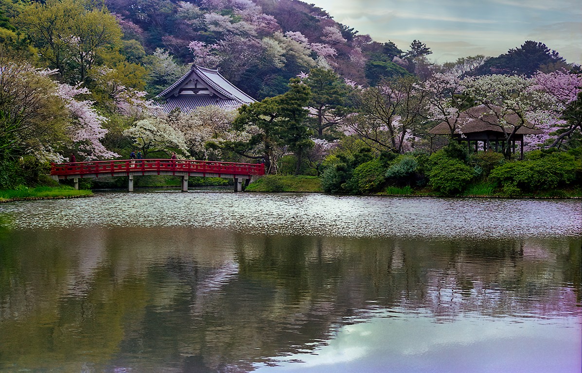 Sankeien Garden with Cherry Blossoms by Richard Siersma