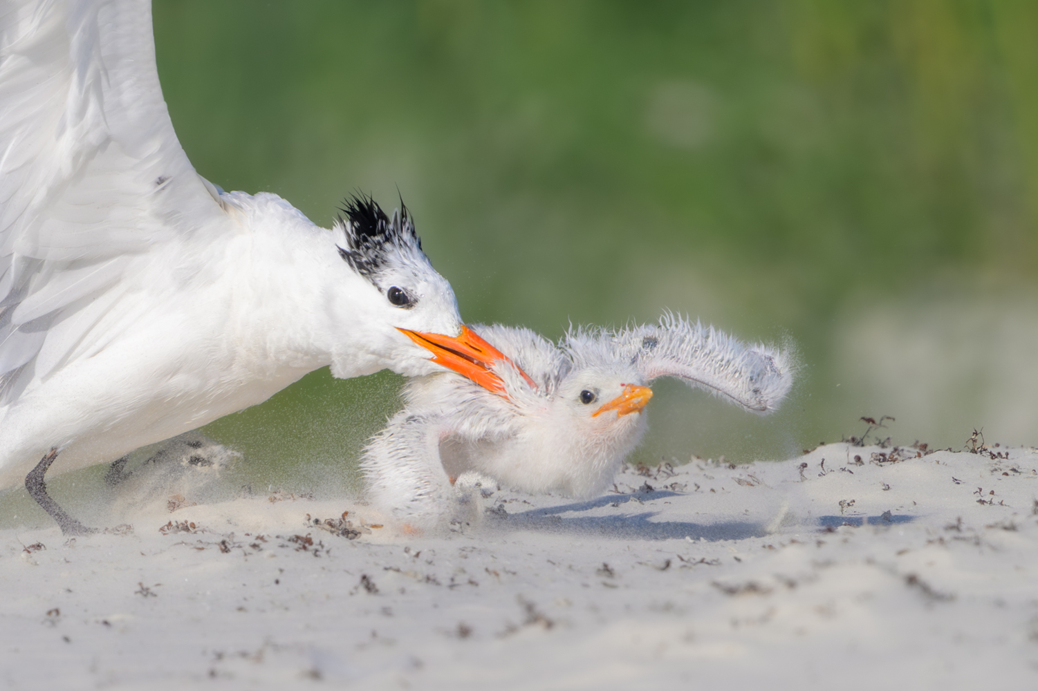 Tender Guidance by Sophia Schade