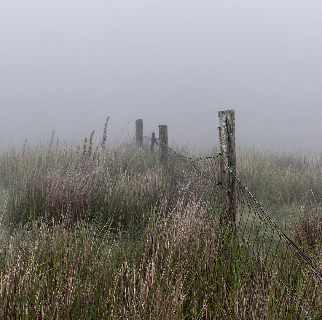 Into the Mist by Suzanne Wacker