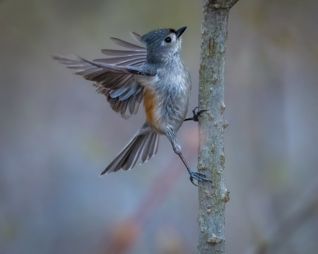 Tufted Titmouse by Xiao Cai