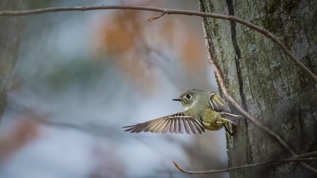 Ruby-Crowned Kinglet by Xiao Cai