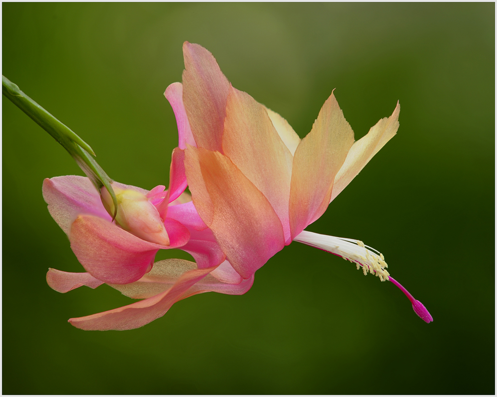 Christmas Cactus by Dick States