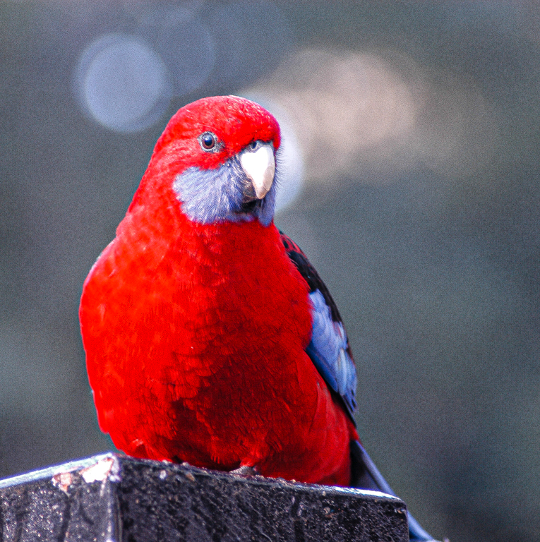 Larikeet by James Silliman