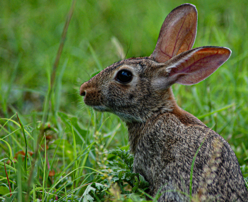 Jack Rabbit by James Silliman