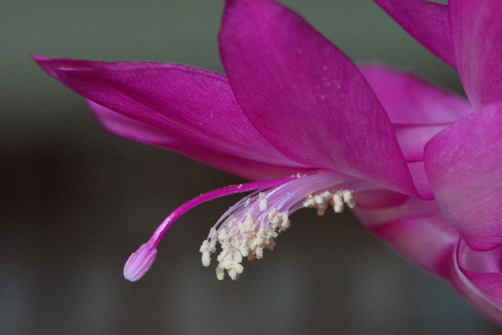 Christmas Cactus by James Silliman