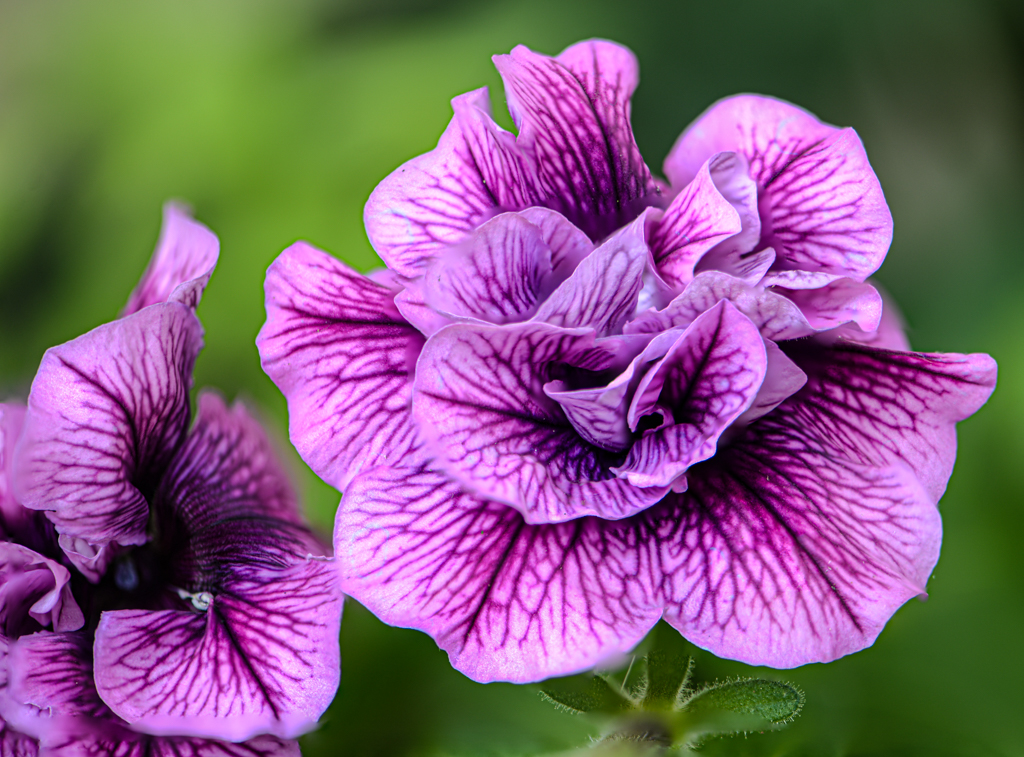 Double Madness Petunias by James Silliman