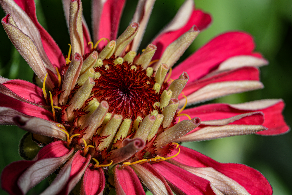 Zinnia by James Silliman