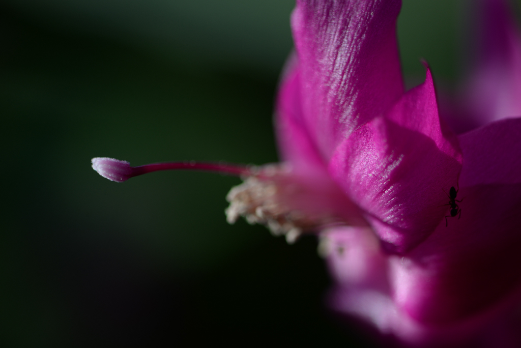 Christmas Cactus by James Silliman