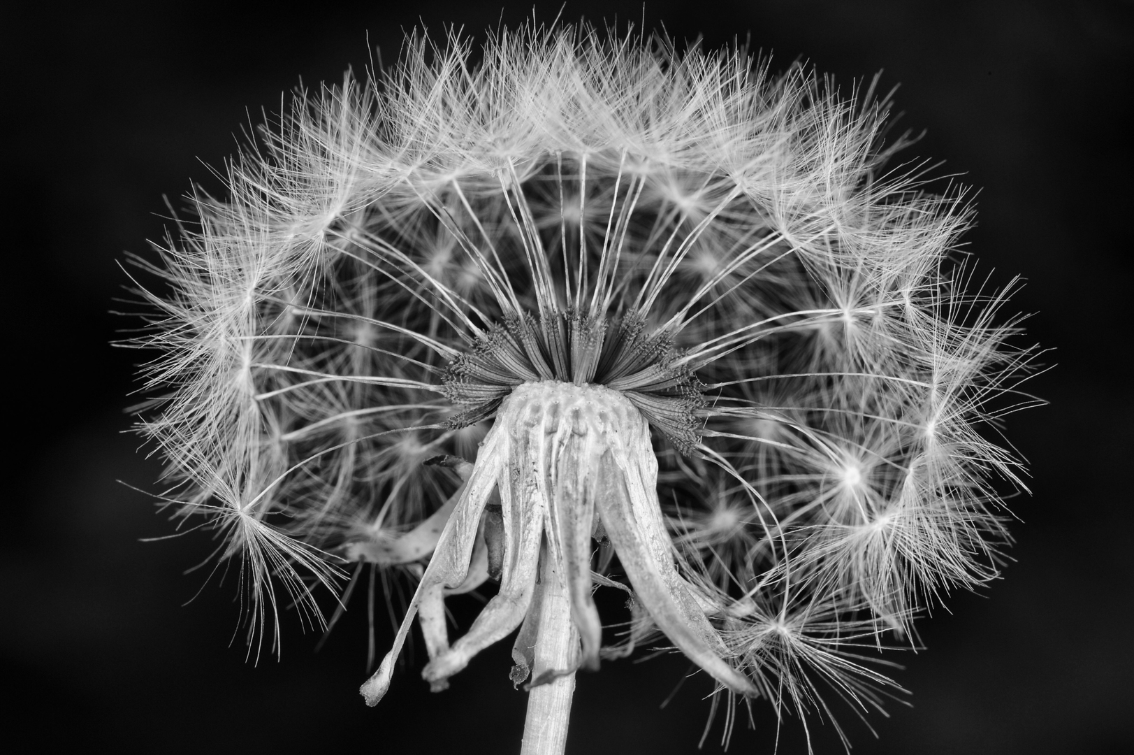 Dandelion by Georges Dormoy