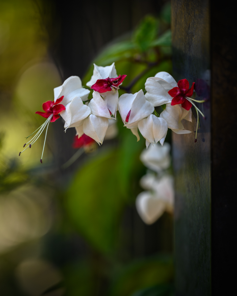 Bleeding Heart Vine by Karen Botvin