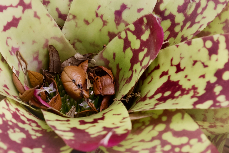 Flowers and Leaves by Robert Pantazes