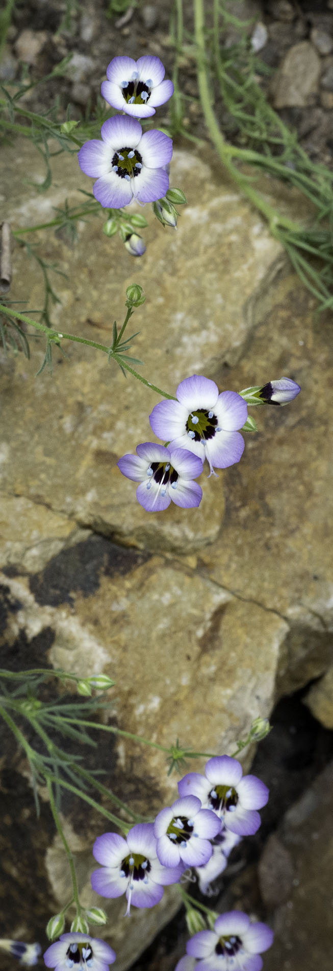 Flowers of Wales by Ruth Mayer