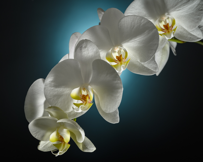 Backlit Orchid by Karen Botvin