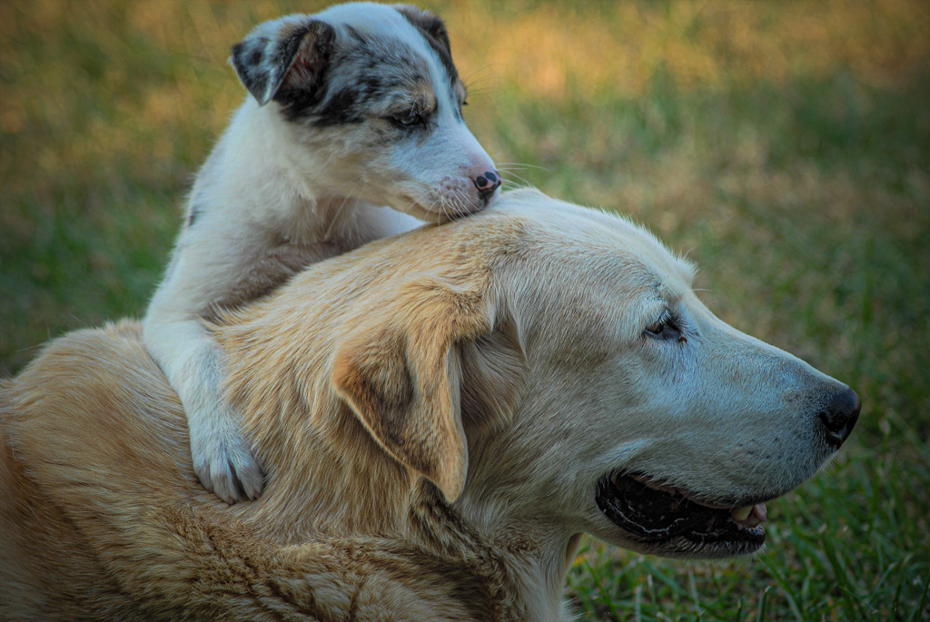 Pals by James Silliman