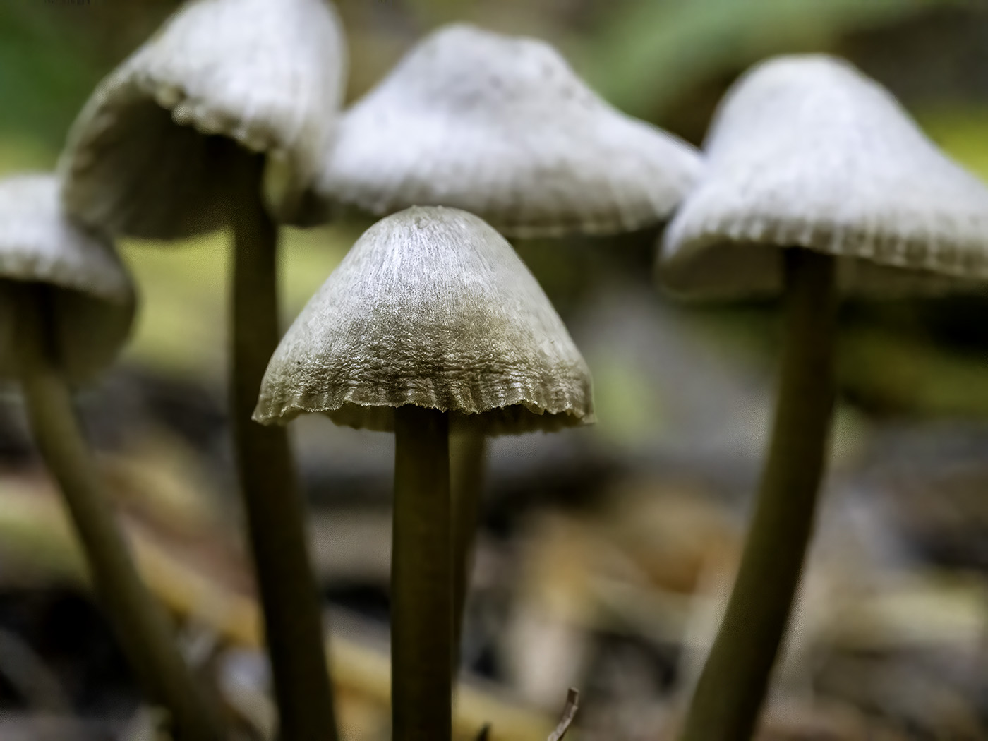 Mushroom Group by Ruth Mayer