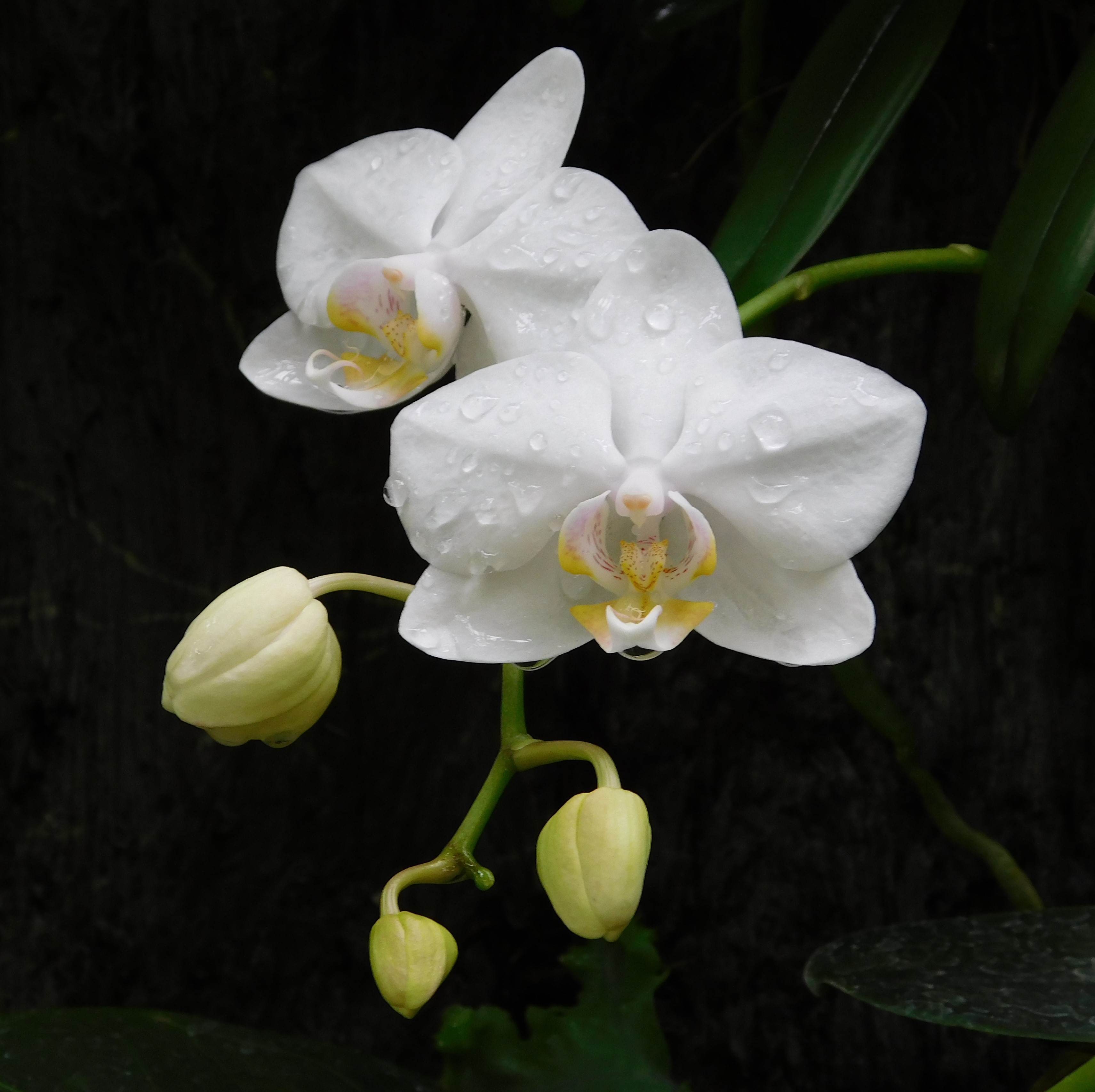 Orchid by Melissa Cramer Sonnen