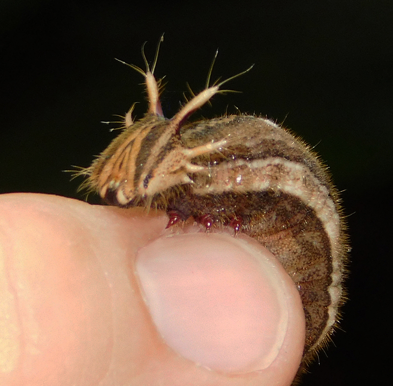 Owl Butterfly Larva by Melissa Cramer Sonnen