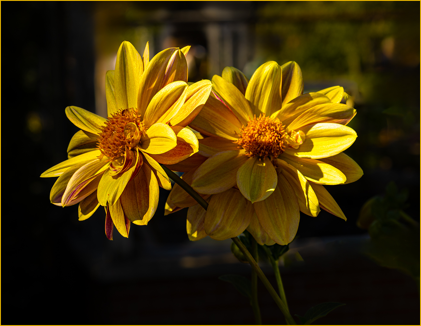 Fall Blooms by Sharon Roberts