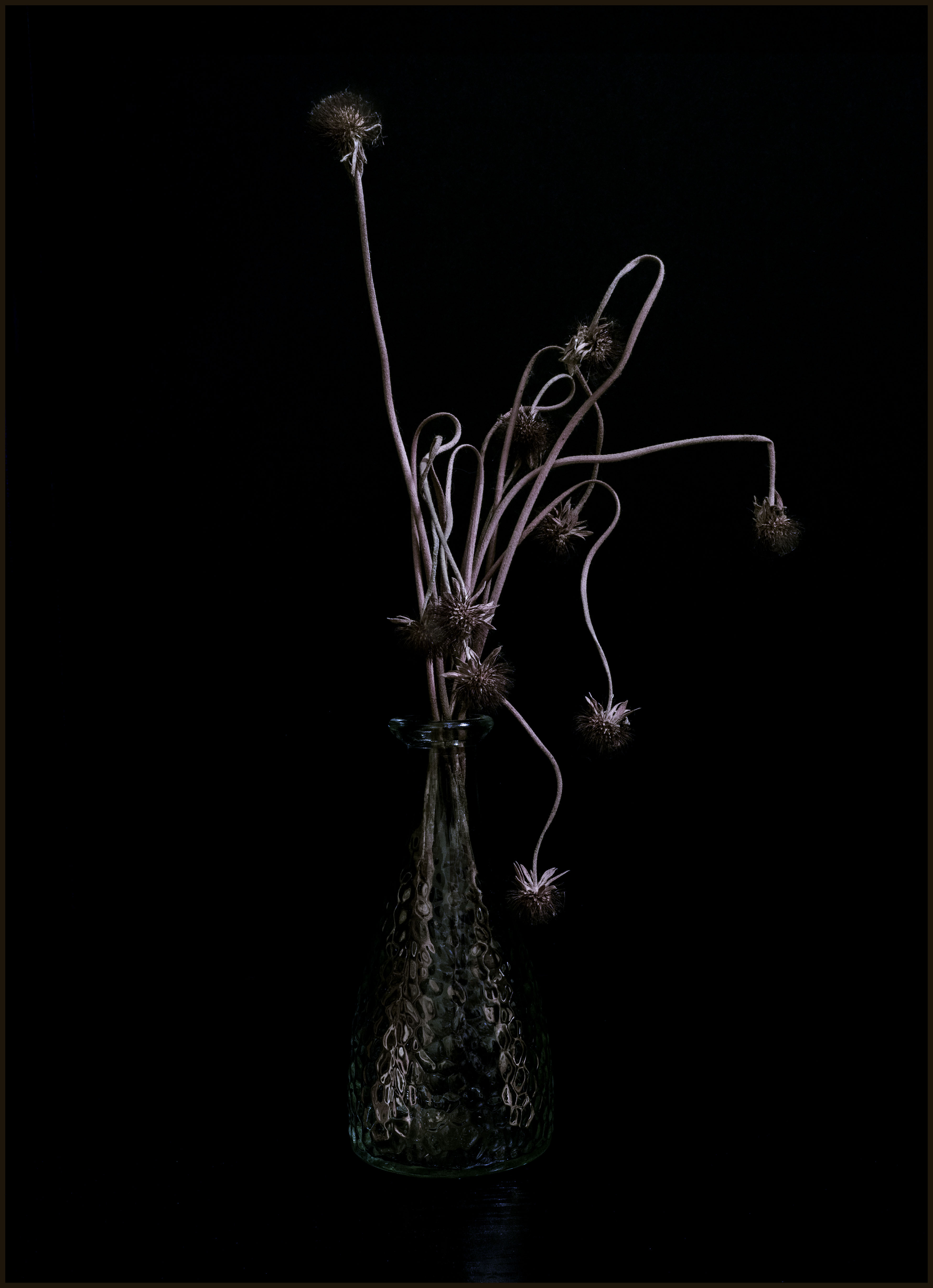 Pincushion Plant by Ruth Mayer