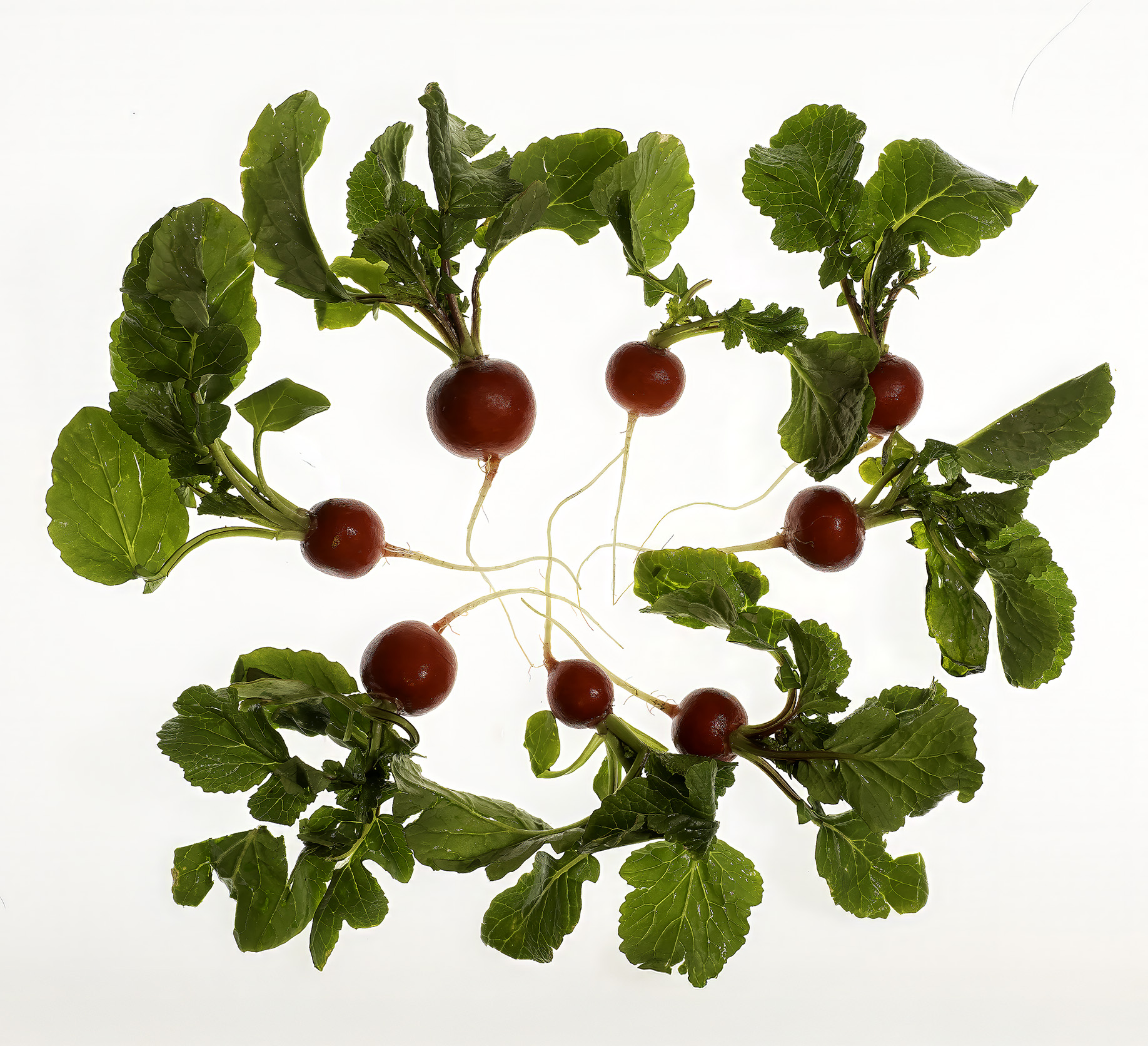 Radishes by Ruth Mayer