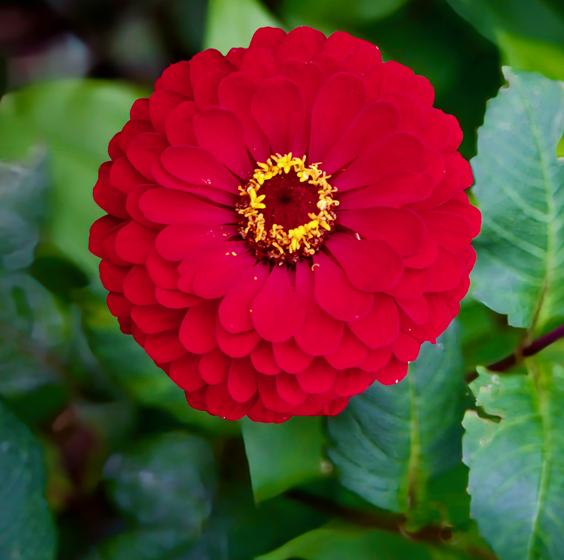 Red with Yellow Center by Robert Pantazes