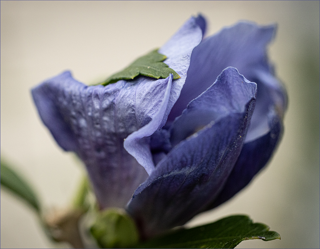 Rose of Sharon by Sharon Roberts