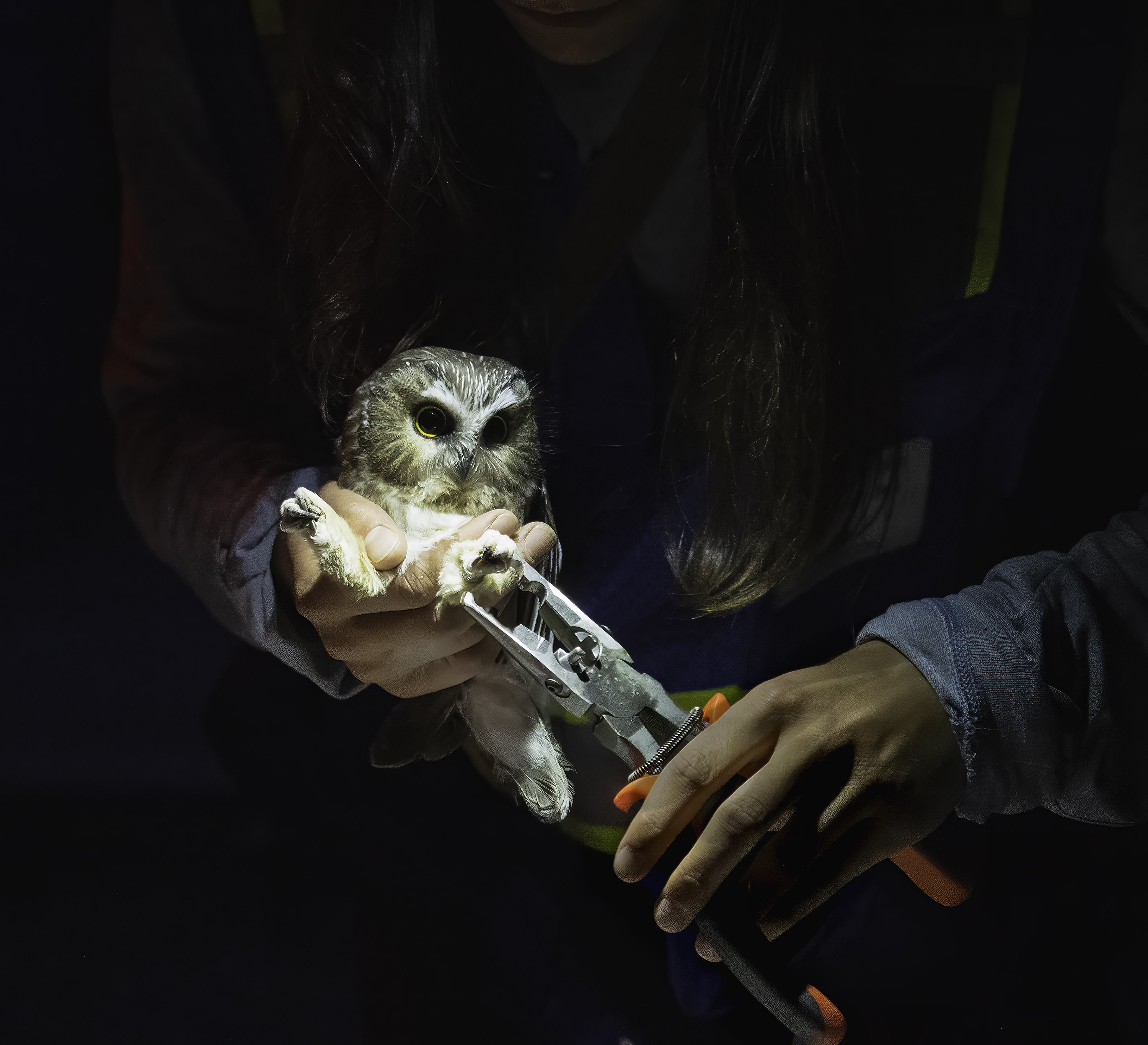 Sawwhet Banding by Ruth Mayer
