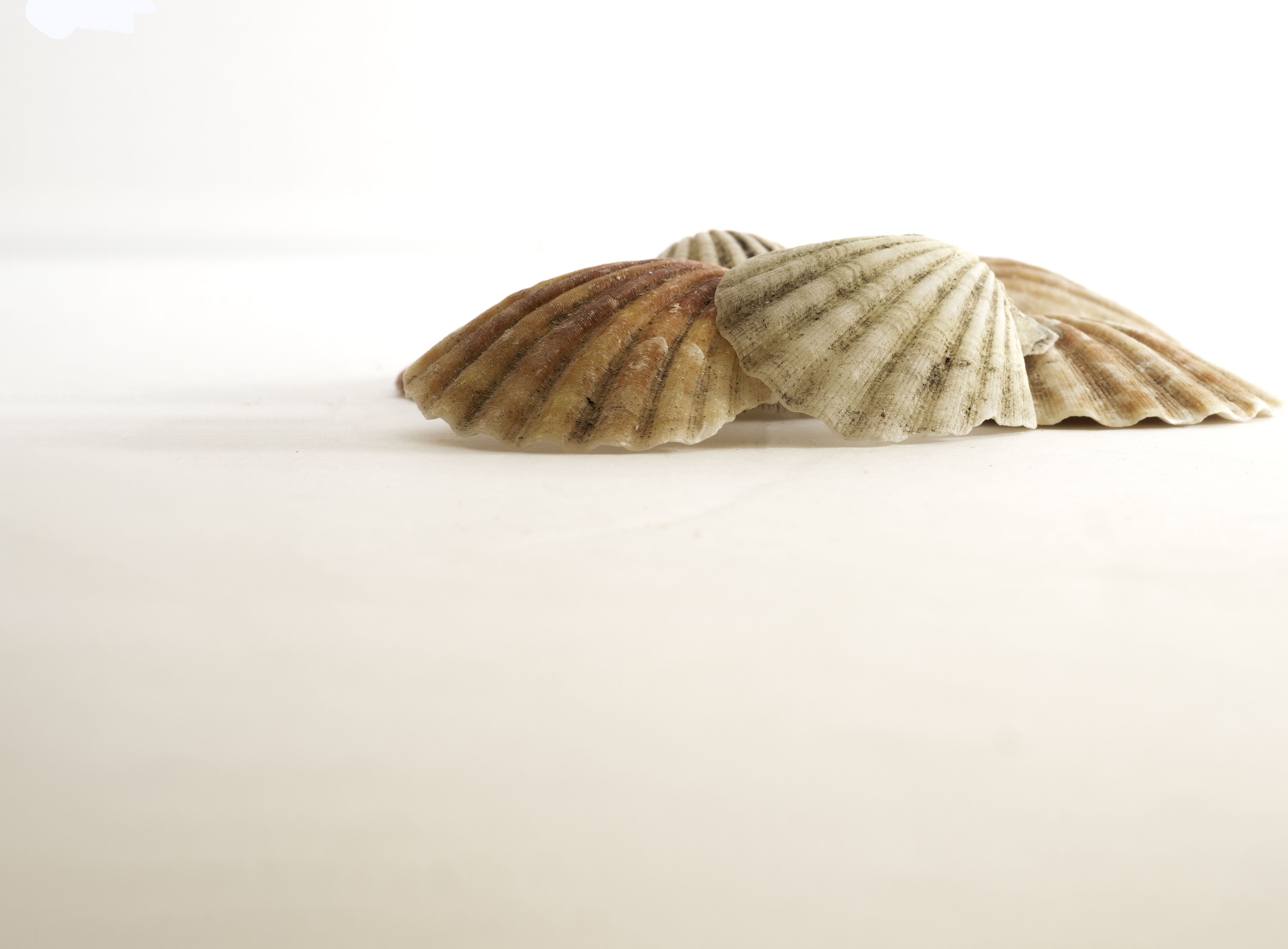 Seashells by Ruth Mayer