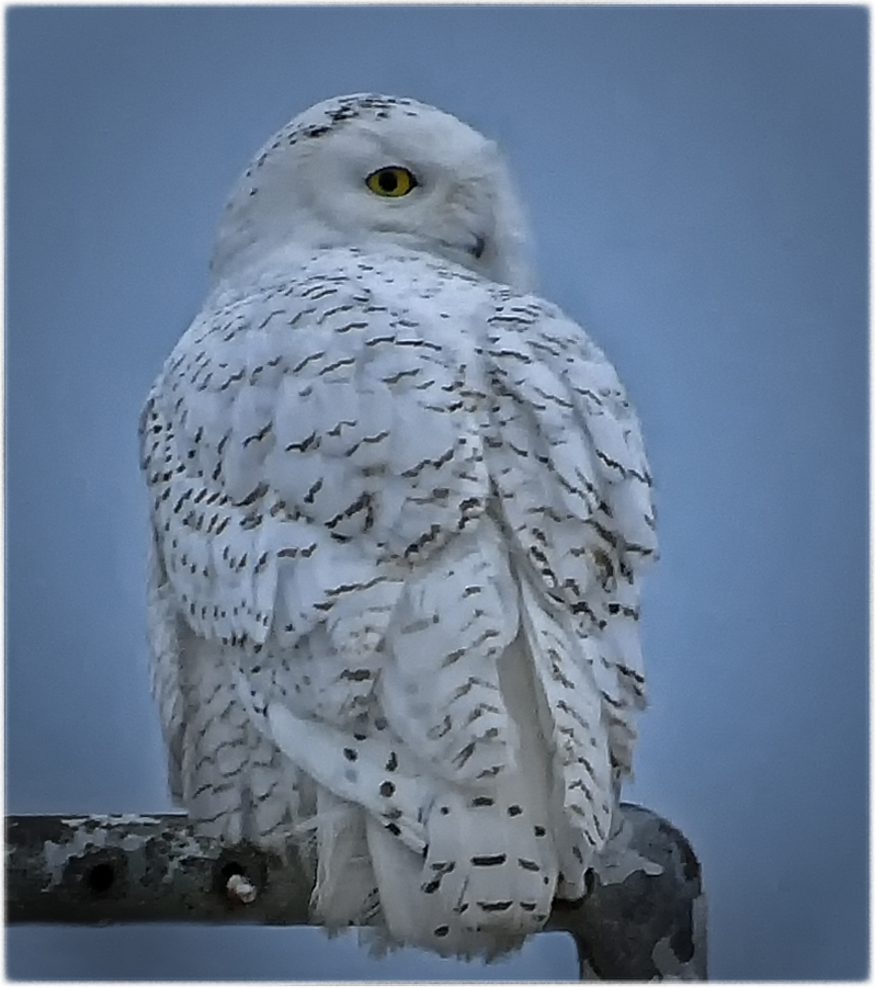 Snowy Owl by Janet DiMattia